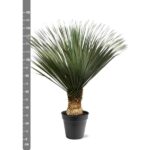 Yucca plant with spiky green leaves in a black pot, shown beside a vertical centimeter ruler for scale.