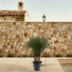Potted palm plant on a tiled patio with a stone wall and lamp in the background