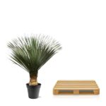Potted palm plant beside a wooden pallet on a white background, indoor/outdoor setup option.