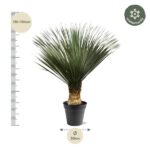 Tall potted plant with fan-like green leaves and a brown trunk; height ~130–150 cm, pot diameter ~50 cm, winter-hardy label visible.