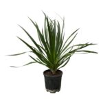 Indoor potted plant with long, blade-like green leaves in a black plastic pot