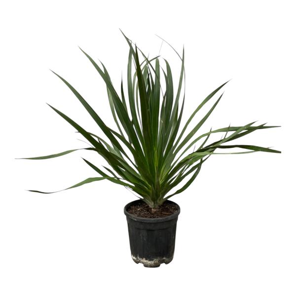 Indoor potted plant with long, blade-like green leaves in a black plastic pot