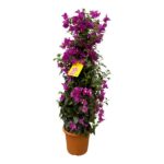 Bougainvillea plant with bright magenta flowers in a terracotta pot, tag attached to the stems as a potted houseplant.