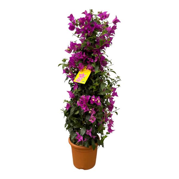 Bougainvillea plant with bright magenta flowers in a terracotta pot, tag attached to the stems as a potted houseplant.