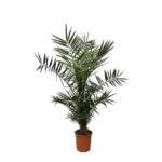 Palm plant in a terracotta pot with lush green fronds isolated on white background