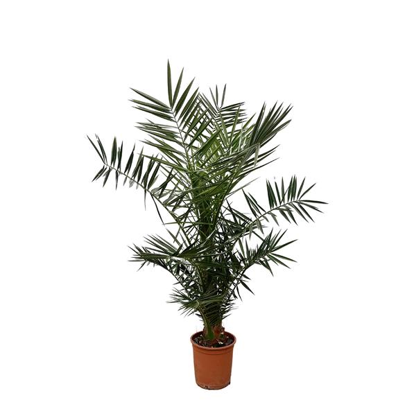 Palm plant in a terracotta pot with lush green fronds isolated on white background