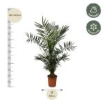 Tall potted palm with measurement marks showing 120–140 cm height and a 20 cm pot, labeled half shade and winter hardy for indoor use
