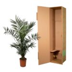 Potted palm plant beside an open tall brown shipping box, both on a white background.