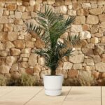 Small palm plant in a white pot on a light tiled patio with a stone wall backdrop in the background.