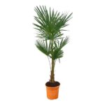 Small potted palm plant with fan-shaped green leaves in an orange terracotta pot