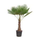 Small potted palm plant with fan-shaped green fronds in a black pot.