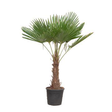Small potted palm plant with fan-shaped green fronds in a black pot.