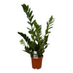 ZZ plant with glossy dark green leaves in a brown pot (indoor houseplant)