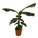 Dieffenbachia (dumb cane) houseplant in a brown pot with large variegated green leaves.