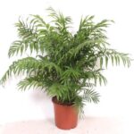 Potted palm plant with feathery green fronds in a terracotta pot against a white background.