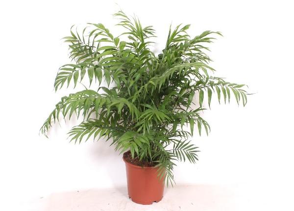 Potted palm plant with feathery green fronds in a terracotta pot against a white background.