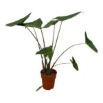Potted houseplant with tall, thin stems and large green leaves on a white background