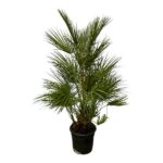 Potted palm plant with fan-shaped green fronds in a black pot against a white background.