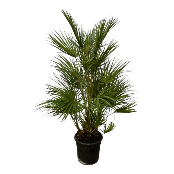 Potted palm plant with fan-shaped green fronds in a black pot against a white background.
