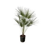 Potted palm plant with long, fan-like green fronds in a black pot on a white background