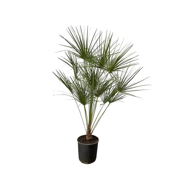 Potted palm plant with long, fan-like green fronds in a black pot on a white background