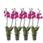 Row of four potted pink orchids in black pots, aligned in a line against a white background