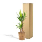 Tall potted houseplant in a woven basket beside a tall cardboard shipping box; yellow-green leaves visible.