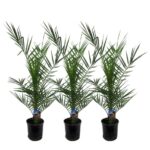 Three small potted palm plants arranged in a row, each in a black pot with a blue label showing plant care instructions