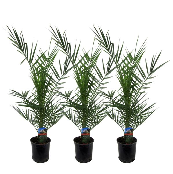 Three small potted palm plants arranged in a row, each in a black pot with a blue label showing plant care instructions