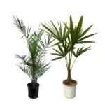 Two palm plants in pots—one in a black pot with a blue label, the other in a white pot.