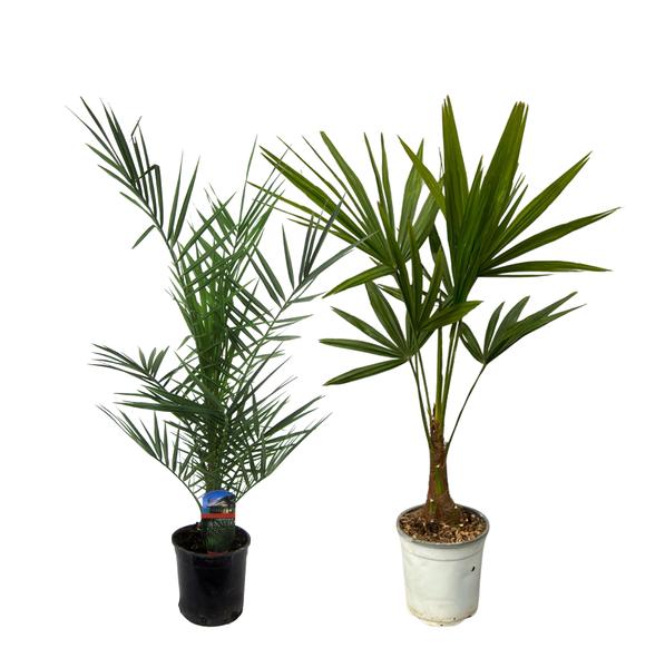 Two palm plants in pots—one in a black pot with a blue label, the other in a white pot.