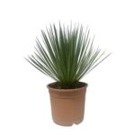 Yucca plant with spiky green leaves in a terracotta pot.