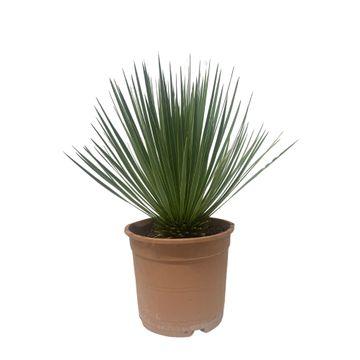 Yucca plant with spiky green leaves in a terracotta pot.