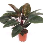 Rubber plant (Ficus elastica) with dark green leaves and burgundy stems in a small terracotta pot