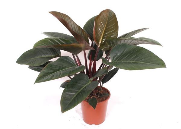 Rubber plant (Ficus elastica) with dark green leaves and burgundy stems in a small terracotta pot