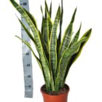 Snake plant in a terracotta pot beside a vertical measuring tape showing height around 70 cm.