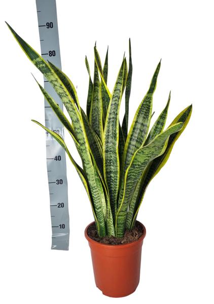 Snake plant in a terracotta pot beside a vertical measuring tape showing height around 70 cm.