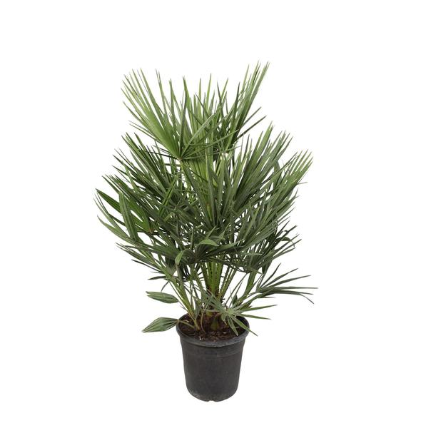 Potted palm plant with fan-shaped green leaves in a black nursery pot