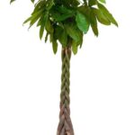 Braided money tree in a terracotta pot with lush green leaves.