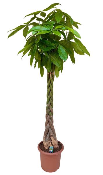 Braided money tree in a terracotta pot with lush green leaves.