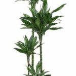 Tall Dracaena houseplant with multiple slender trunks and clusters of long green leaves in a black pot; logo reading 'Zero CO2' in the bottom-left corner.