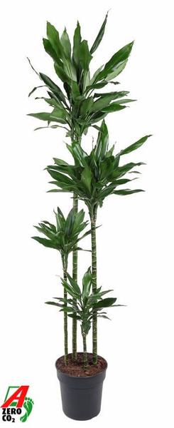 Tall Dracaena houseplant with multiple slender trunks and clusters of long green leaves in a black pot; logo reading 'Zero CO2' in the bottom-left corner.