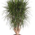 Dracaena marginata (dragon tree) in a terracotta pot with a braided trunk and dense green spiky leaves.