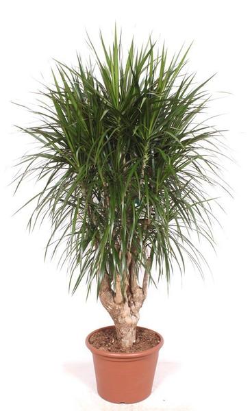 Dracaena marginata (dragon tree) in a terracotta pot with a braided trunk and dense green spiky leaves.