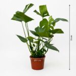Tall monstera plant in a brown pot with large split-green leaves, about 70 cm tall.