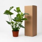 Potted leafy green plant next to a tall brown cardboard box on a white background.