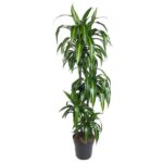 Tall potted dracaena plant with long green leaves in a gray pot.