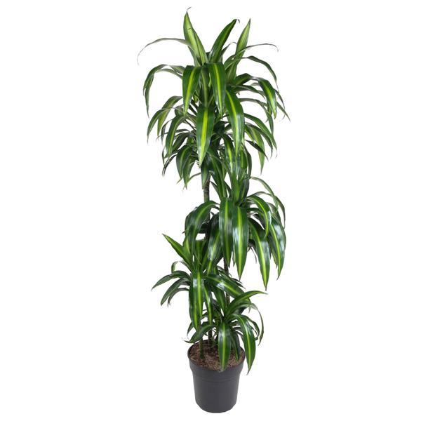 Tall potted dracaena plant with long green leaves in a gray pot.