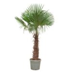 Small palm tree in a gray pot on a white background, with fan-shaped green fronds.