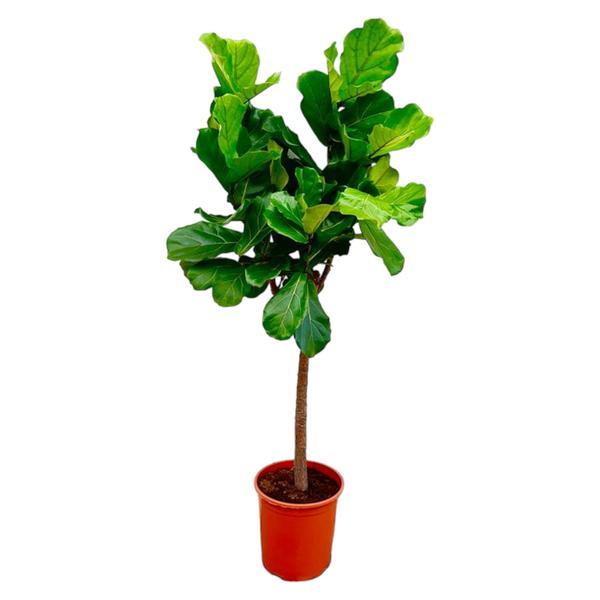 Small potted fig tree with large green leaves in an orange pot.